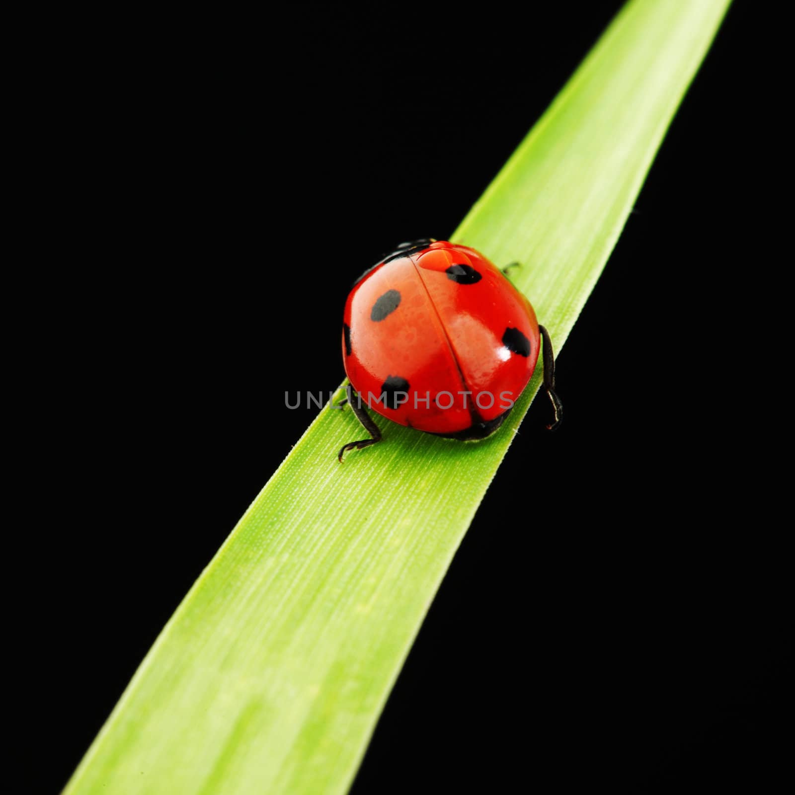 ladybug on grass isolated black background