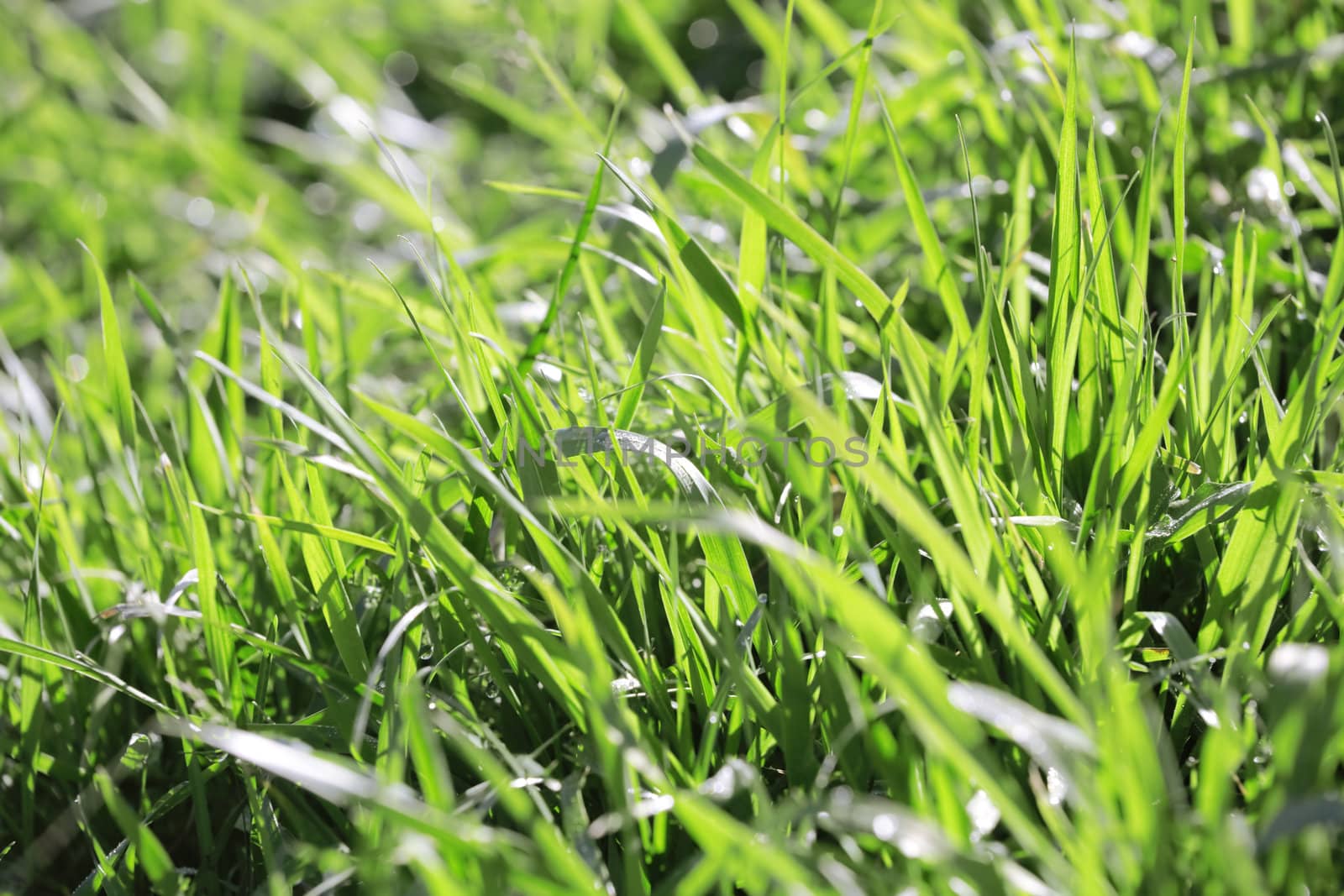 background consisting of juicy green grass on the field