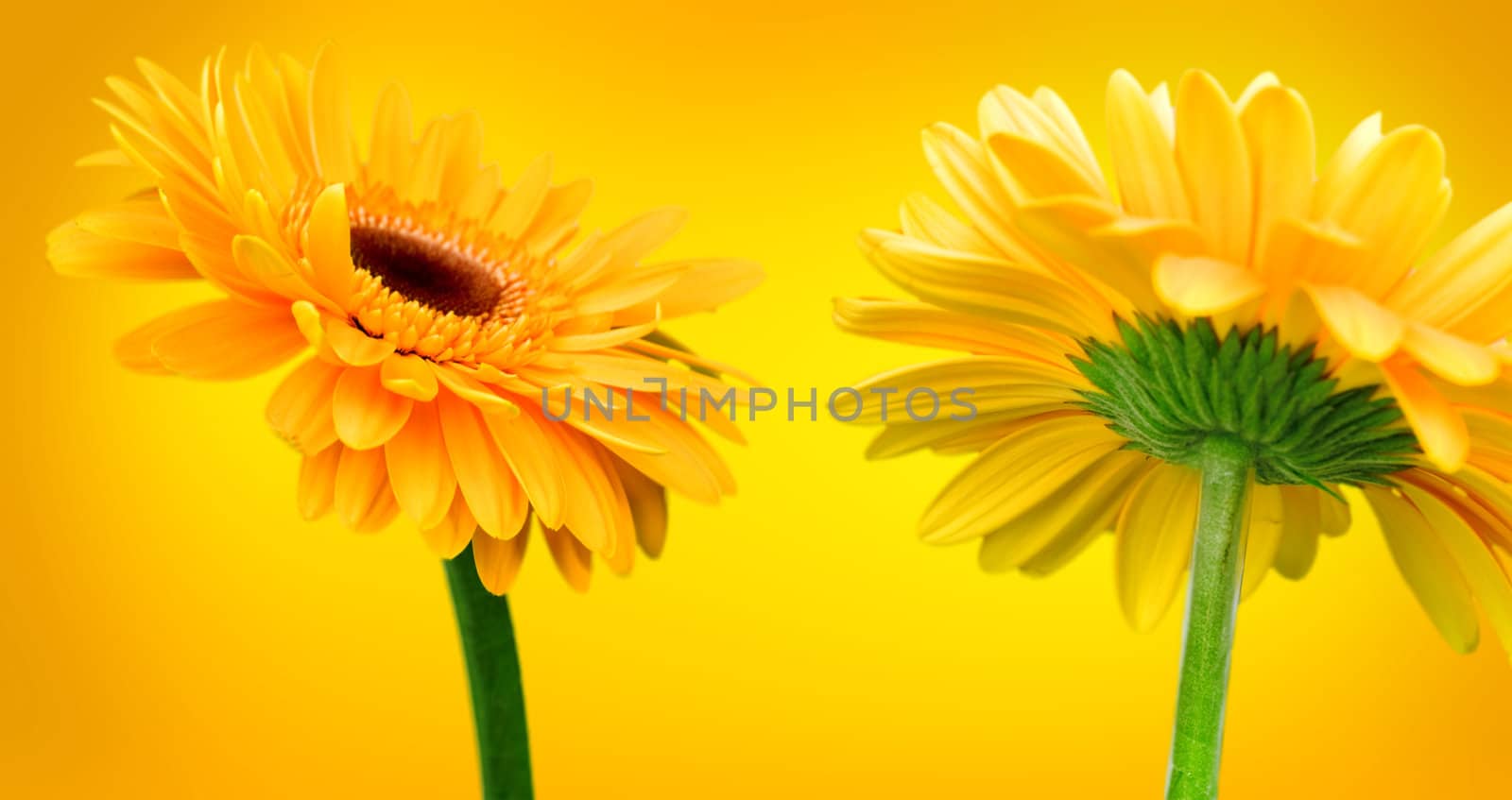 Bright orange flowers on a yellow background