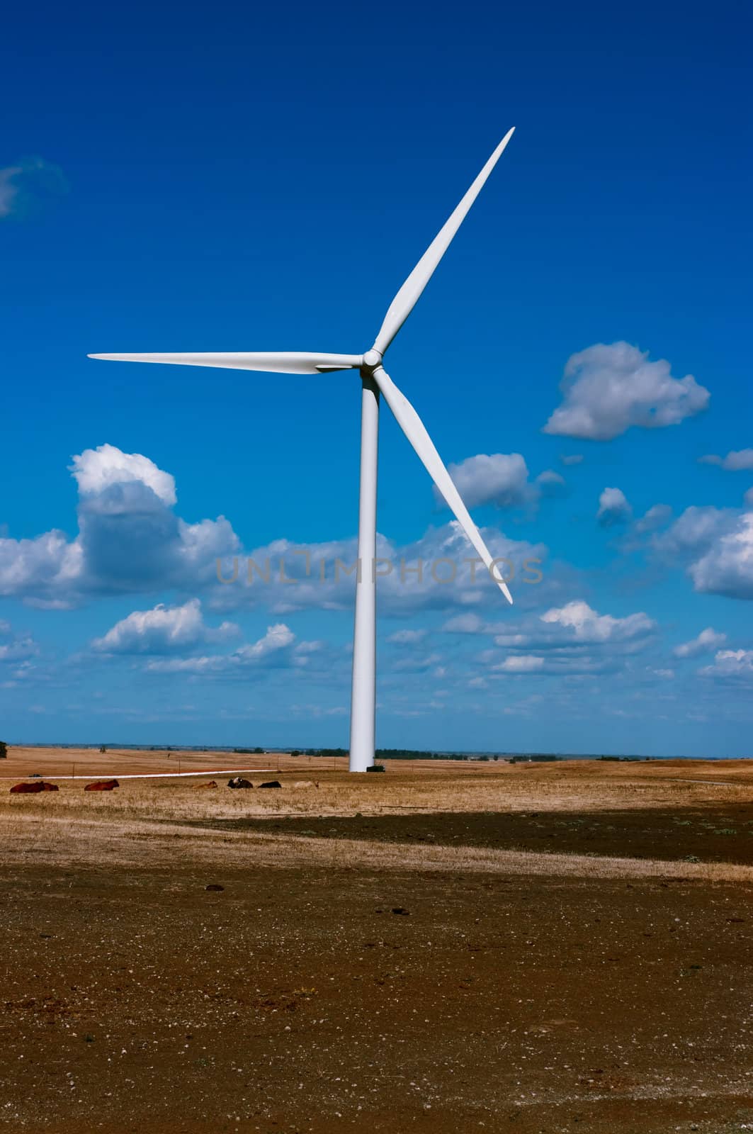 Wind turbine and cows