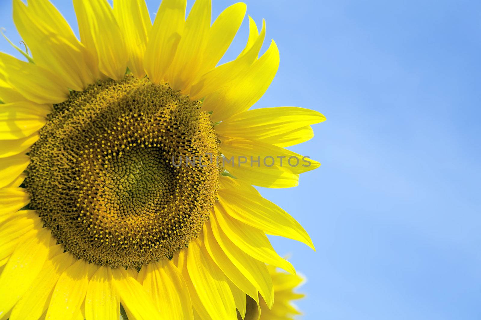 Ripe bright sunflowers growing on a farmer field in the late summer