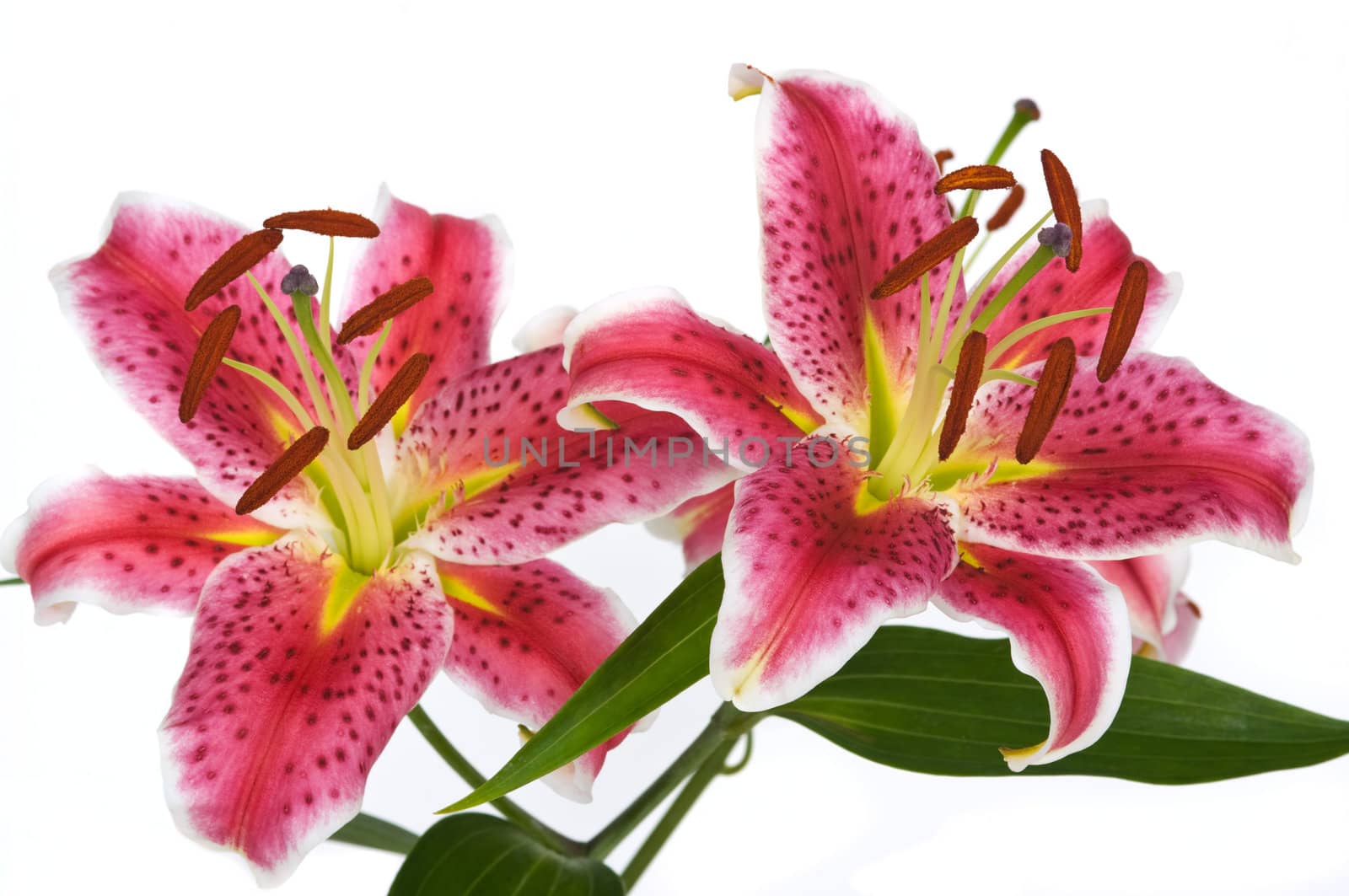 Lily Flowers by BVDC