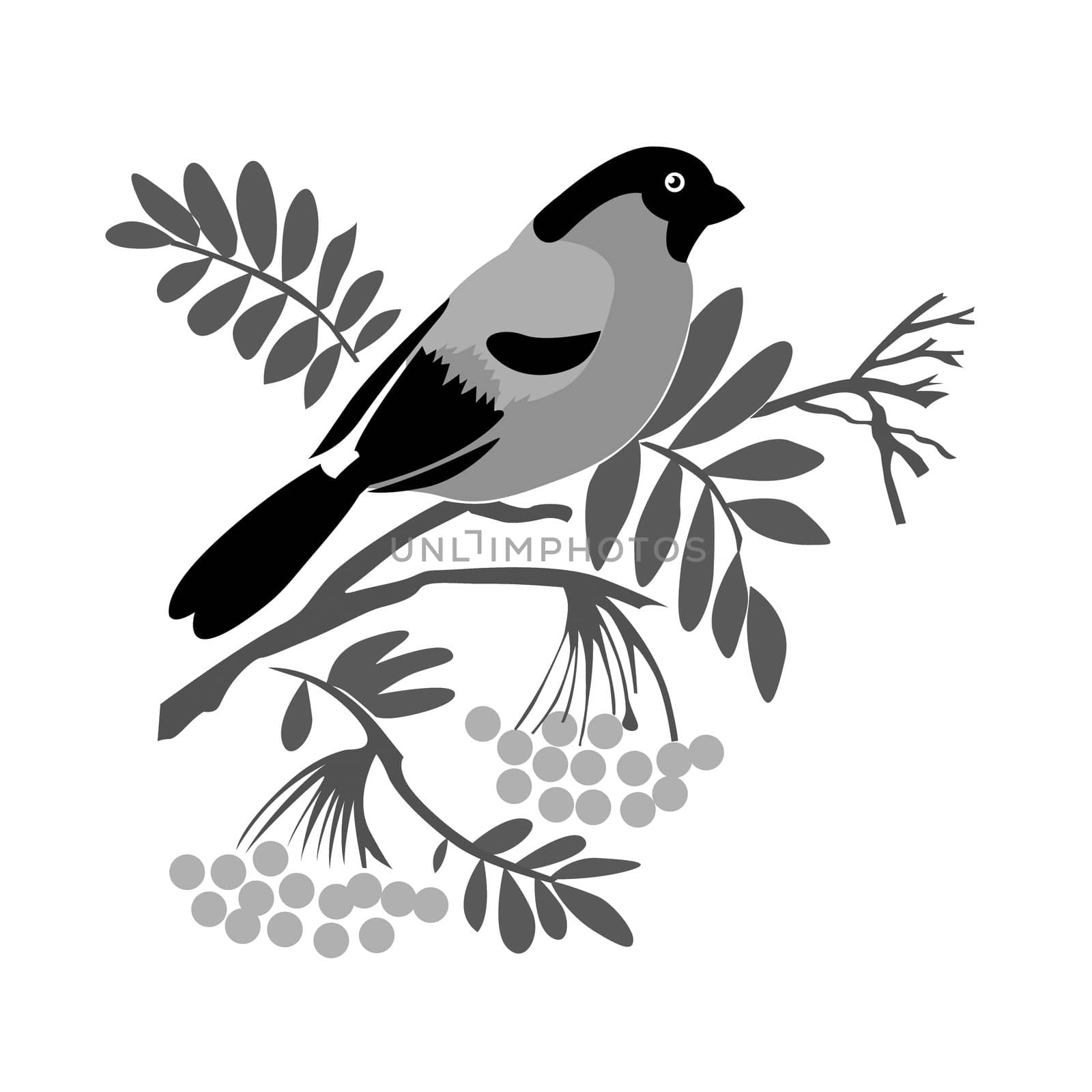 bullfinch silhouette on rowanberry branch by basel101658