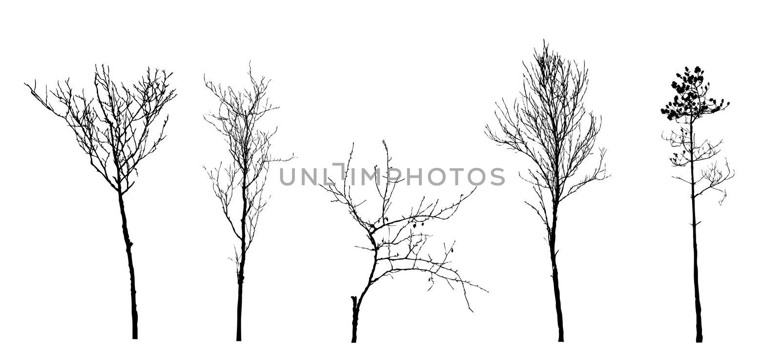 set tree silhouette on white background