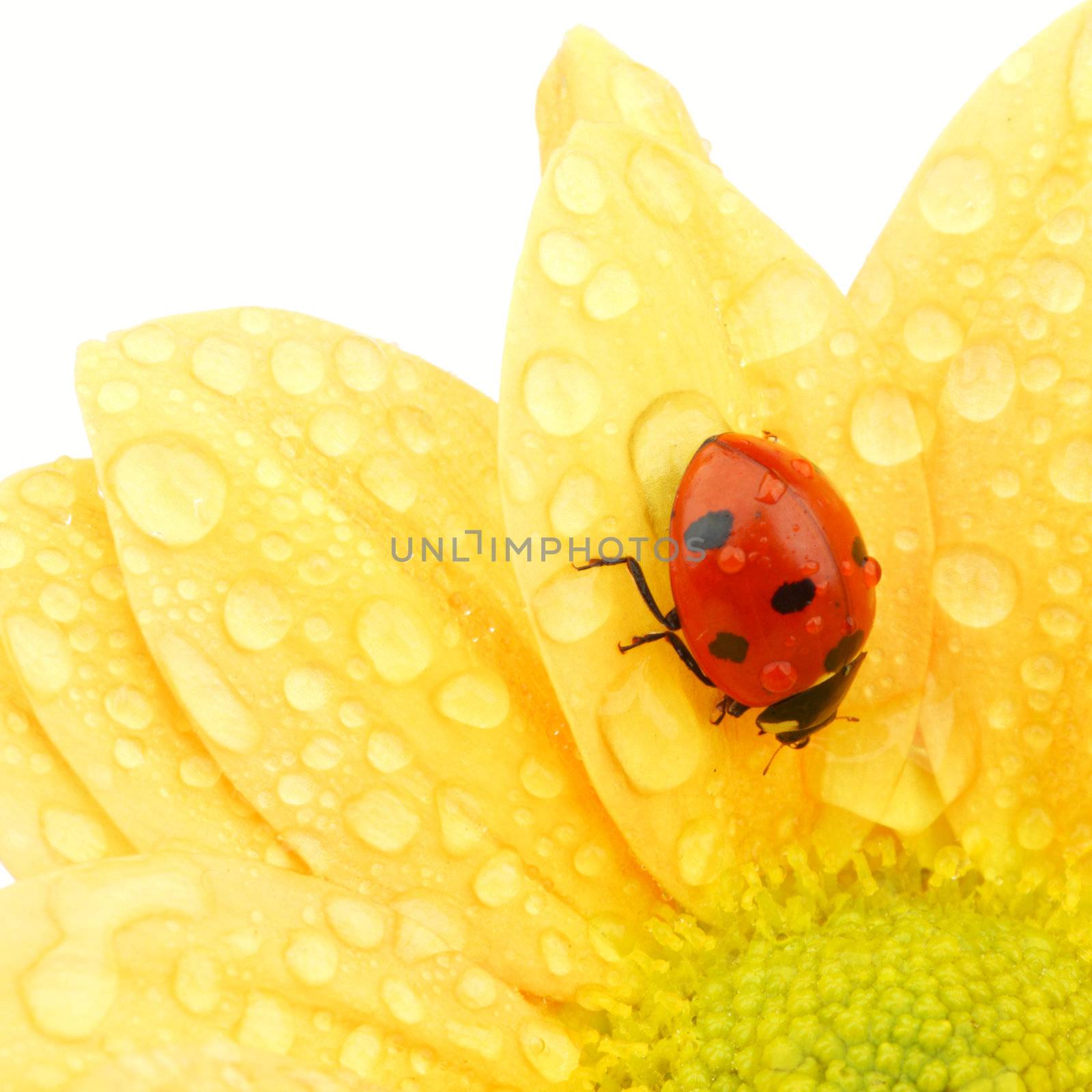 ladybug on yellow flower isolated white background