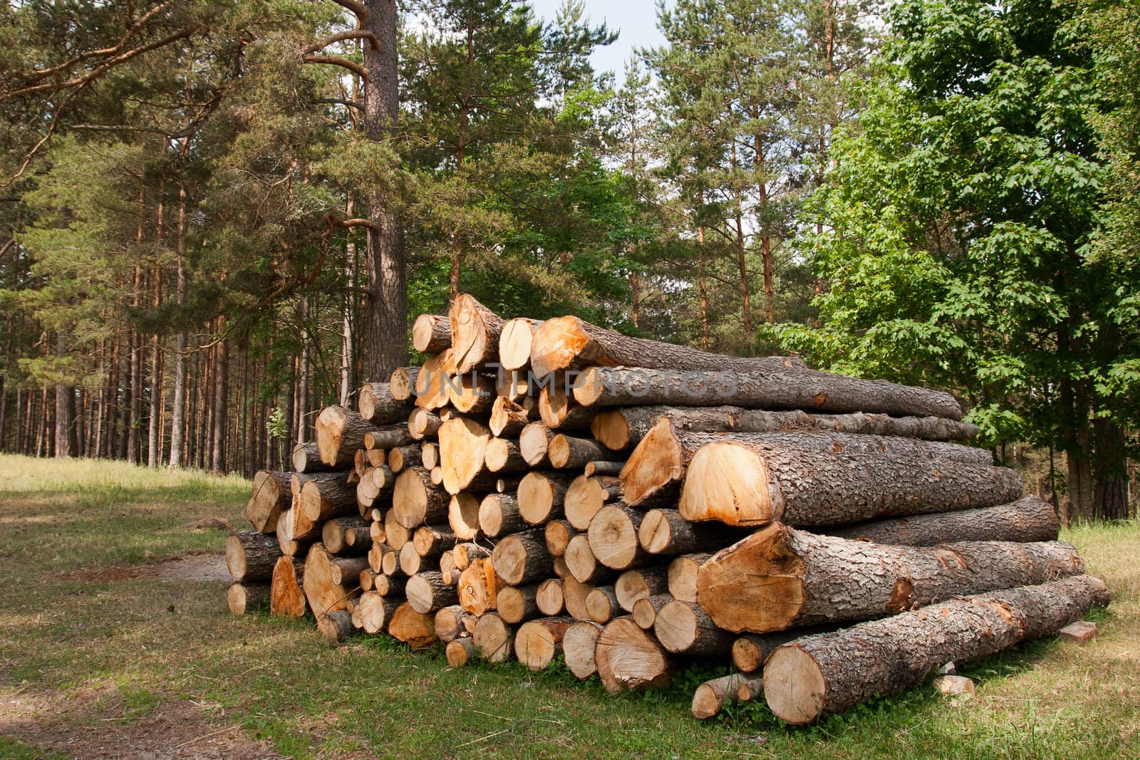 bunch of felled trees near a logging site waiting to be driven away