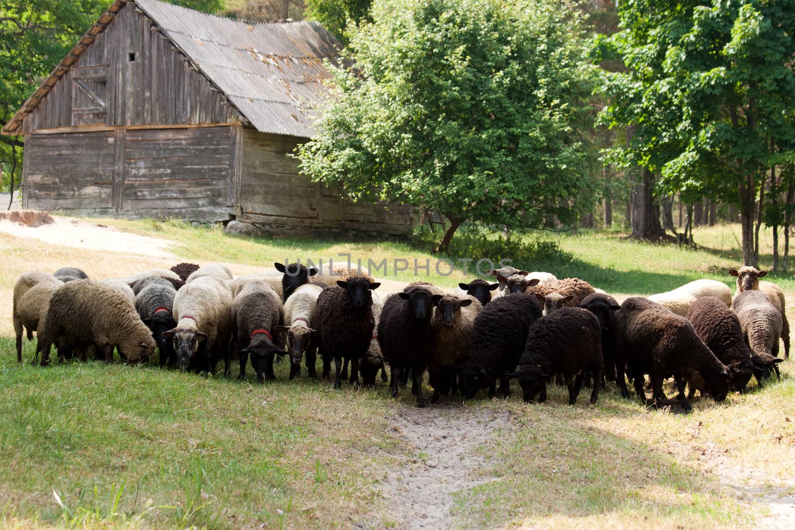 Sheep on a country road looking at the photographer