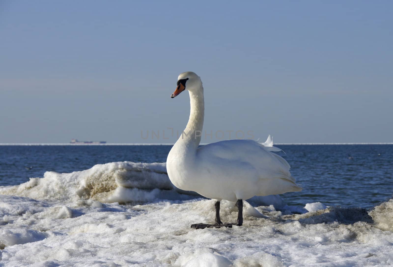 White swan  by andrei_kolyvanov