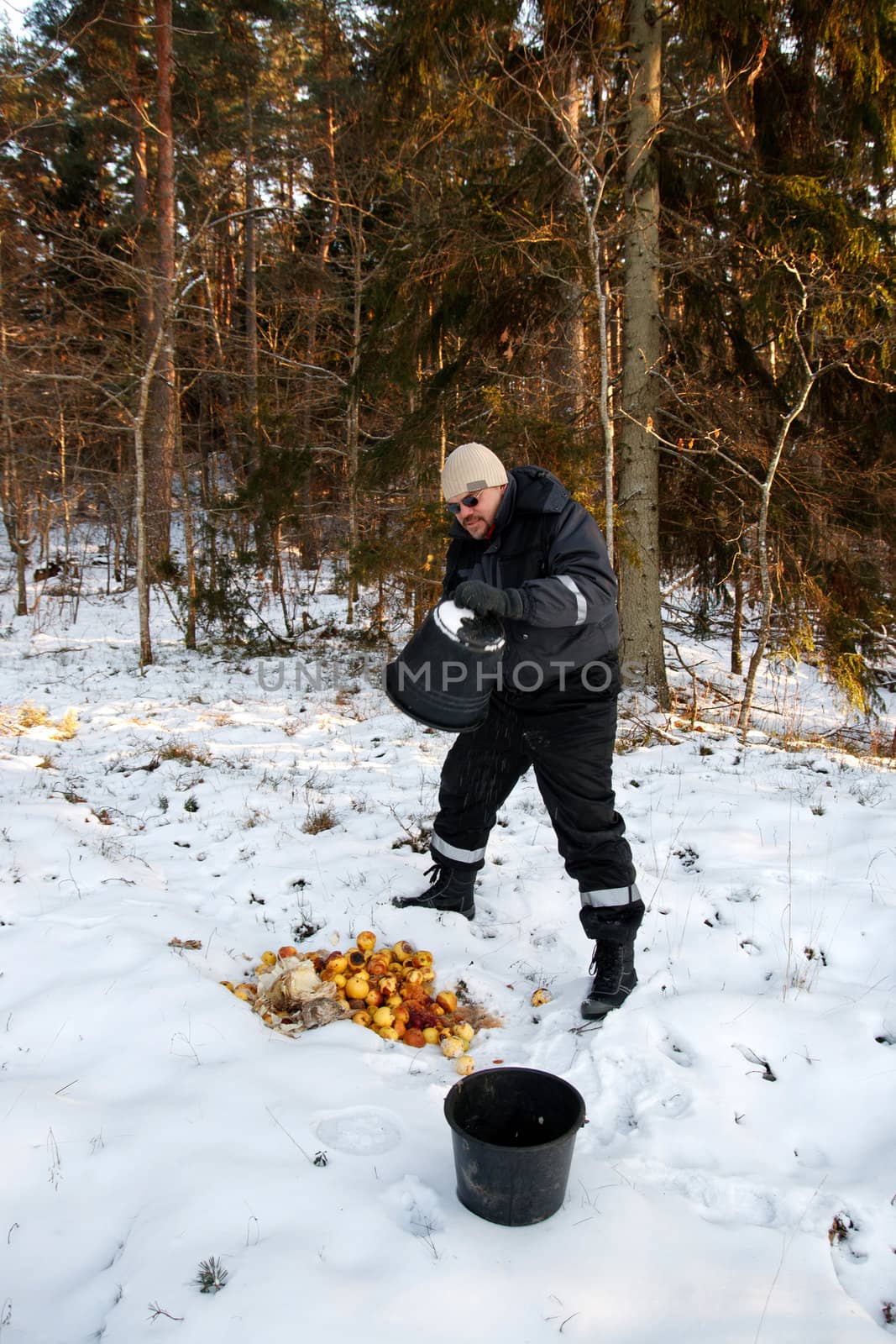 Wild animal feeding in cold winter forest