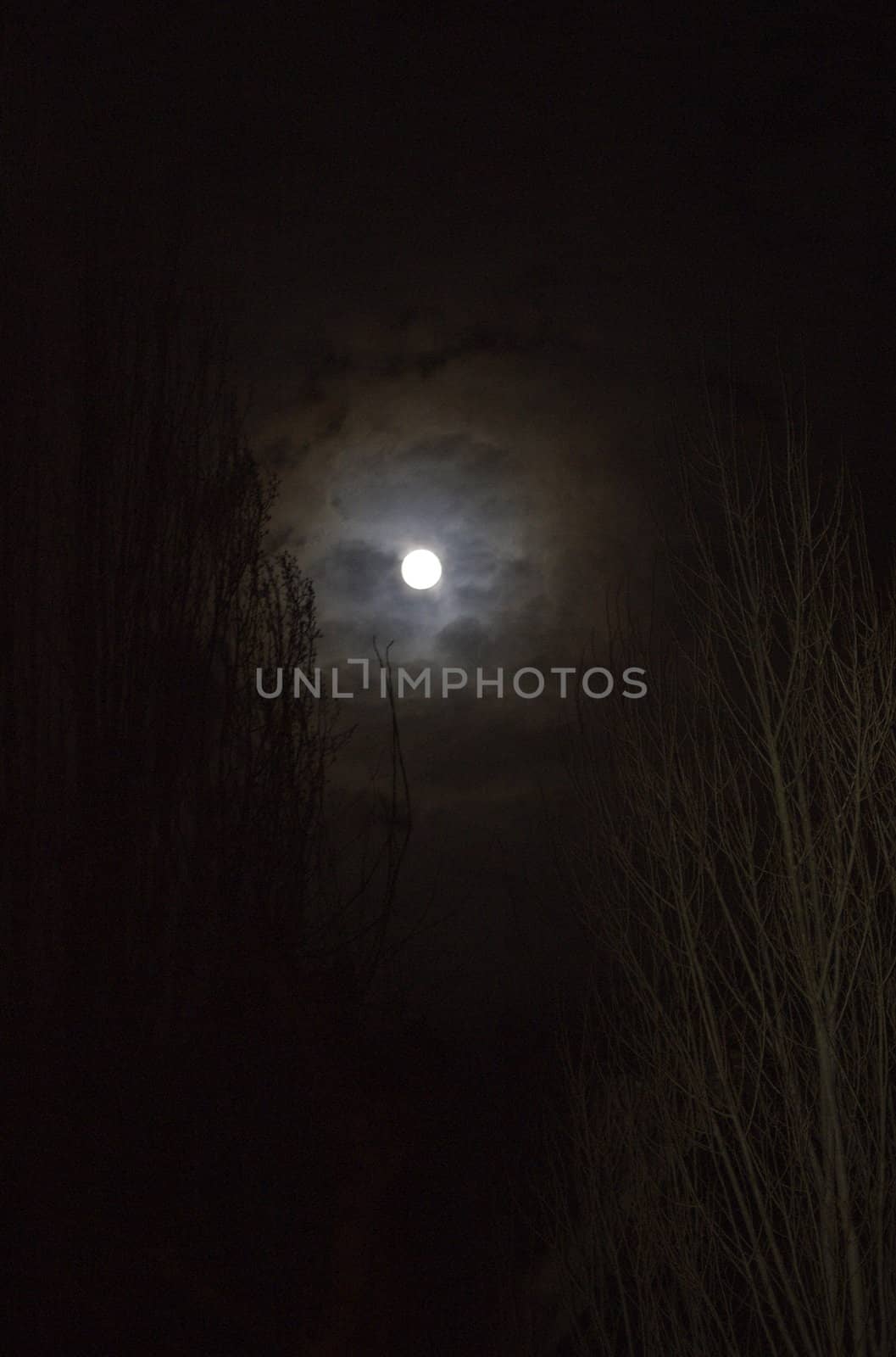Full Moon Above Tree Tops At Night by PrincessToula