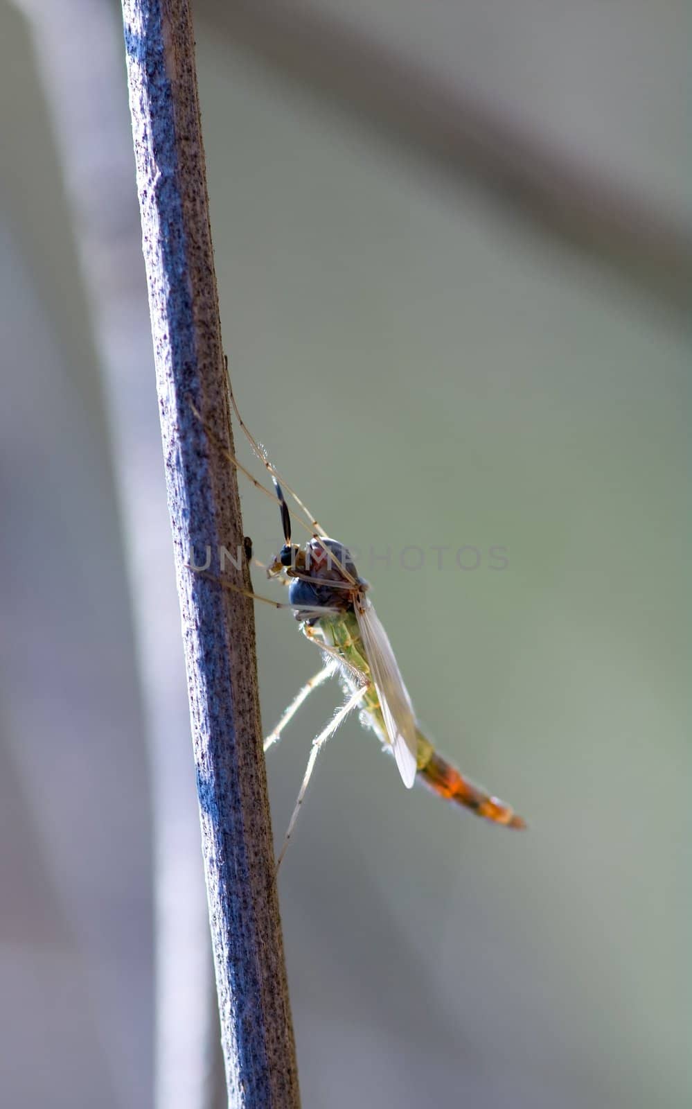 Mosquito on a straw a spring day close to a lake