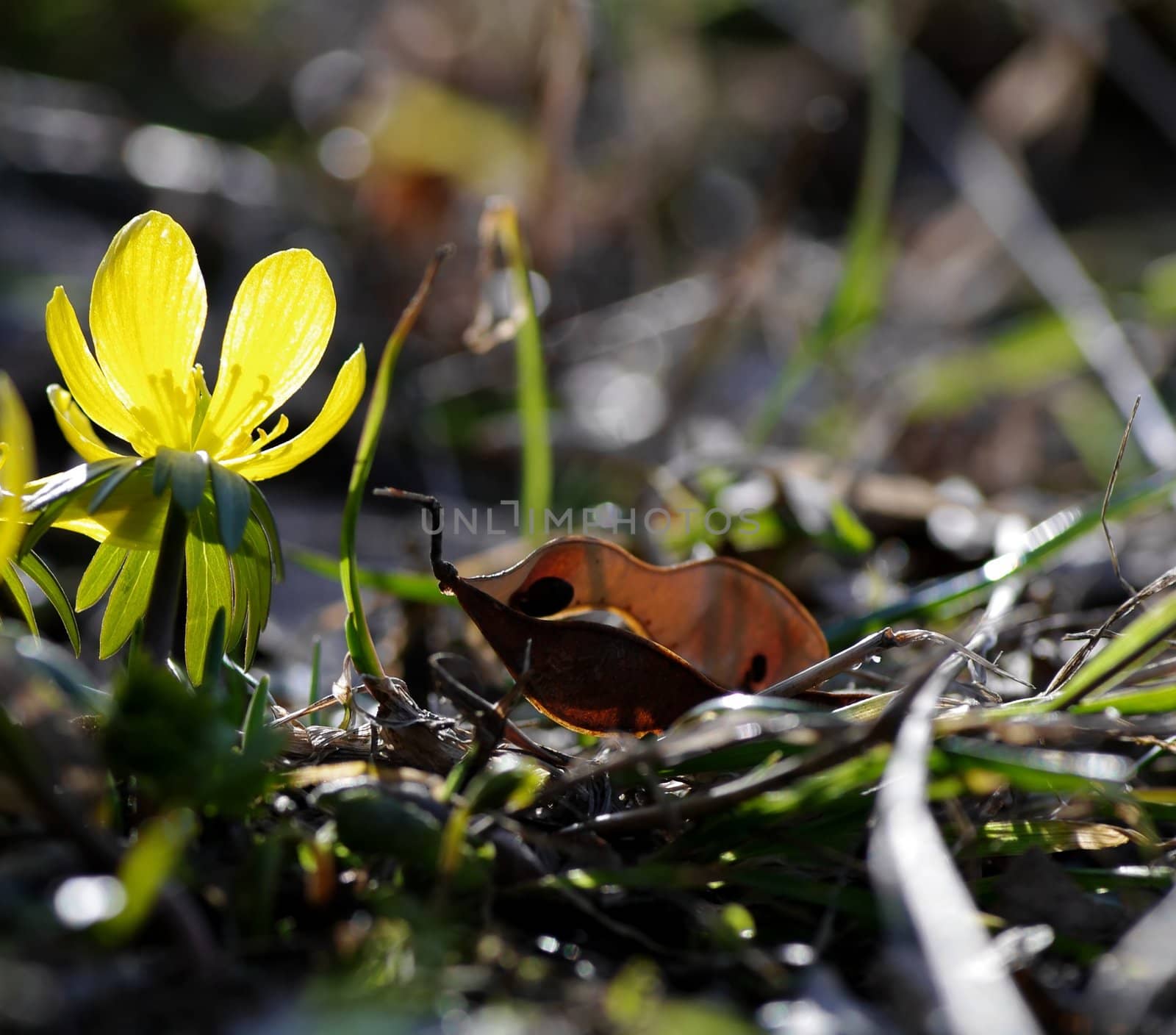 Winter aconite, Eranthis hyemalis  by baggiovara