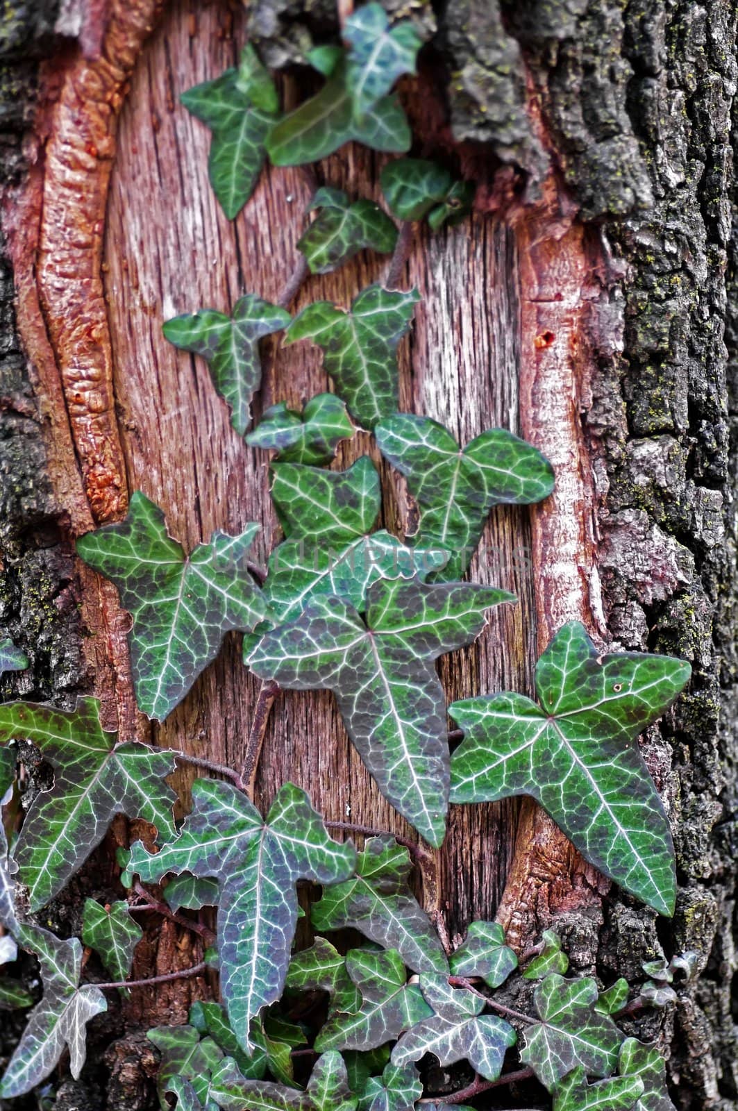 Common Ivy, Hedera helix by baggiovara