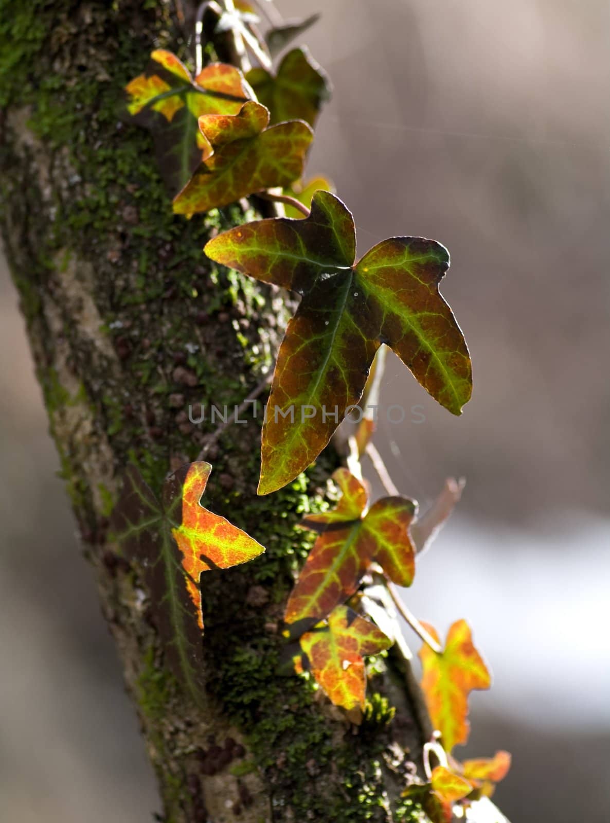 Common Ivy, Hedera helix by baggiovara