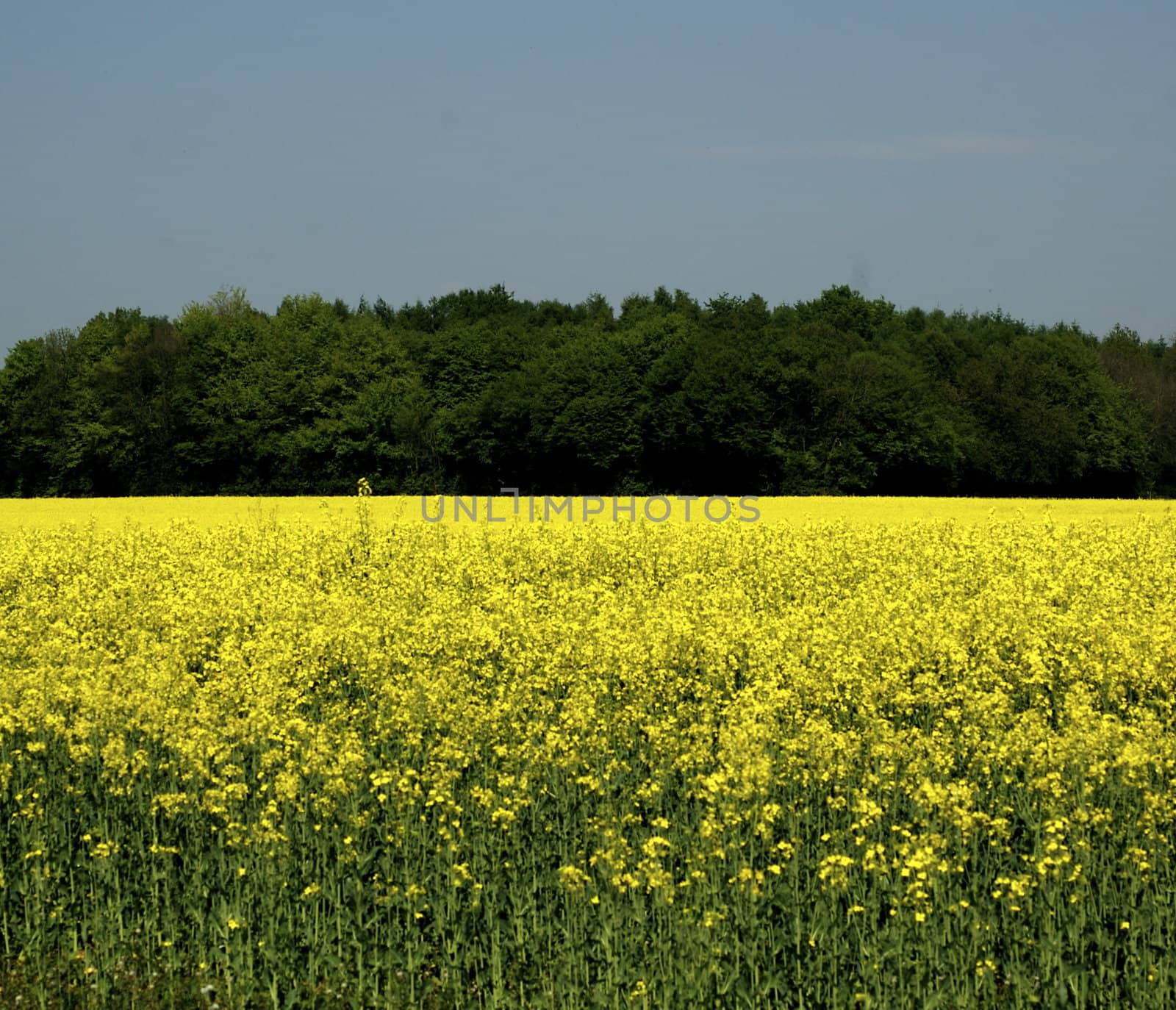 Typical English countryside with a bright yellow rape field in the foreground, with dark green trees on the horizon against a pure blue sky, with copy space.