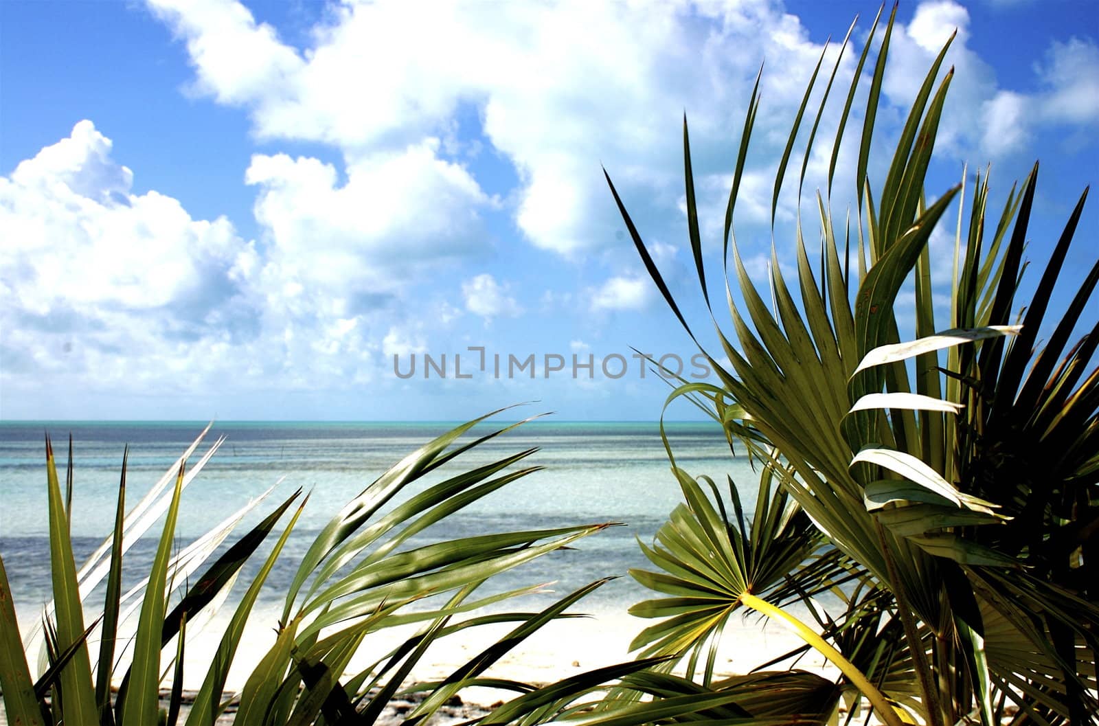 Landscape view of deserted Bahamian beach.  Looks like paradise with pure white sandy beach, turquoise ocean and palms.