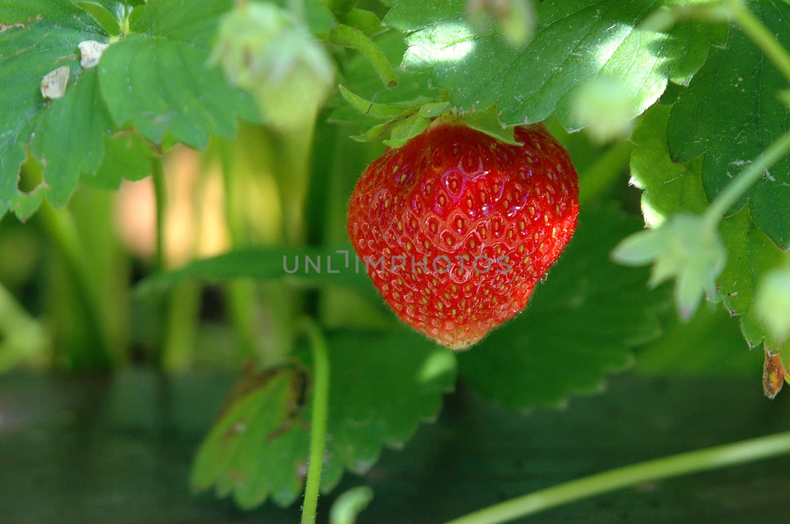 Tasty strawberries from the garden