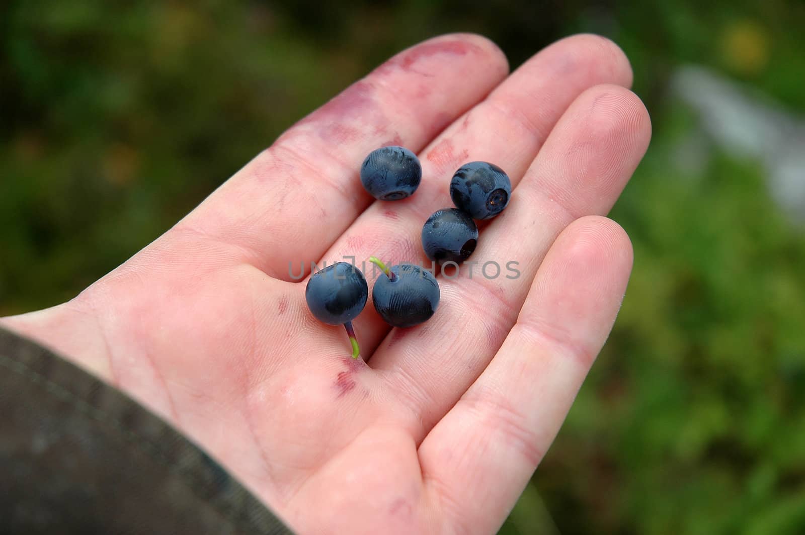 Blueberries in hand.
