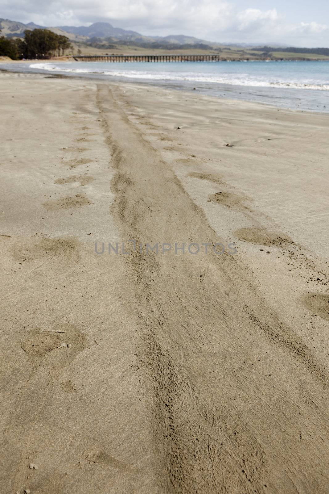 Trail from Elephant Seal on Ocean Front Shore Sand.