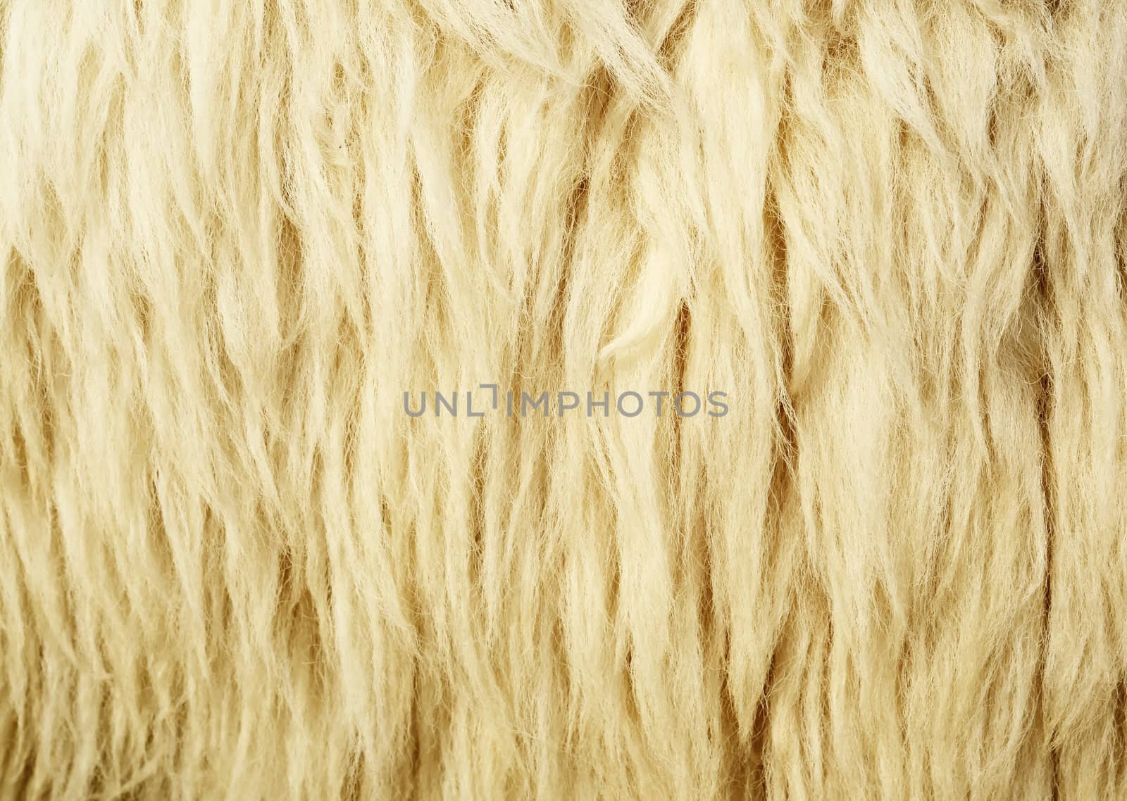 Texture of Wool or Sheepskin for Background