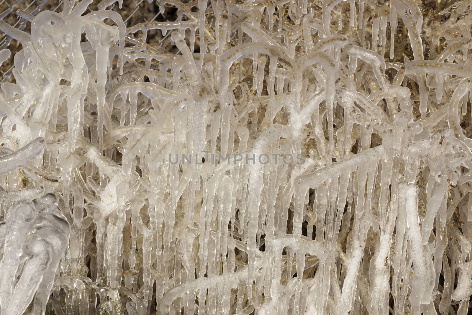 frozen plants making an icicle background in winter time