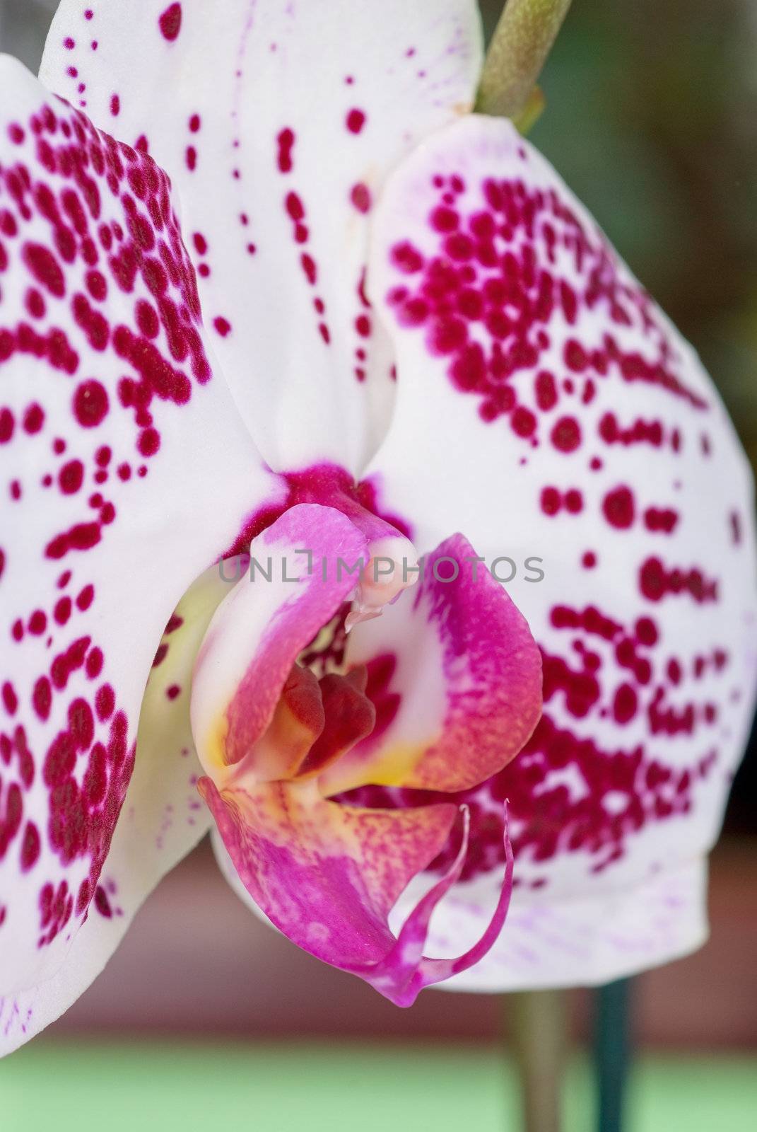 orchid closeup by rusak