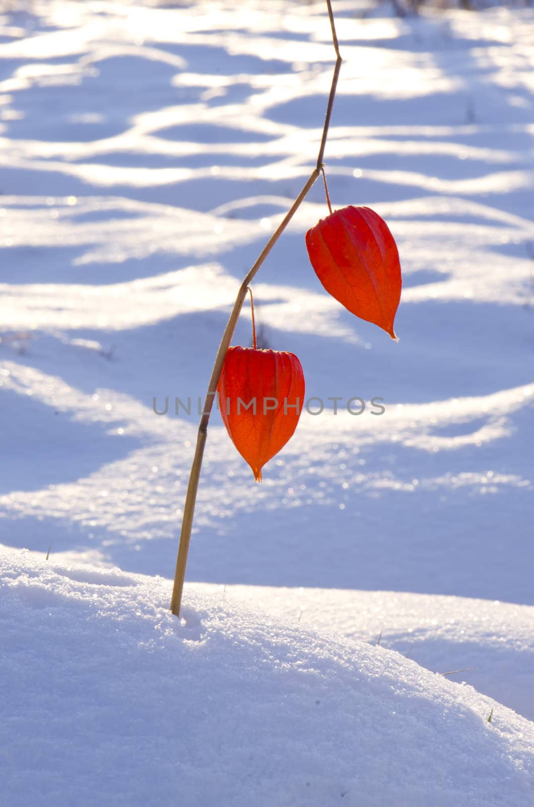 husk tomato in winter time on snow