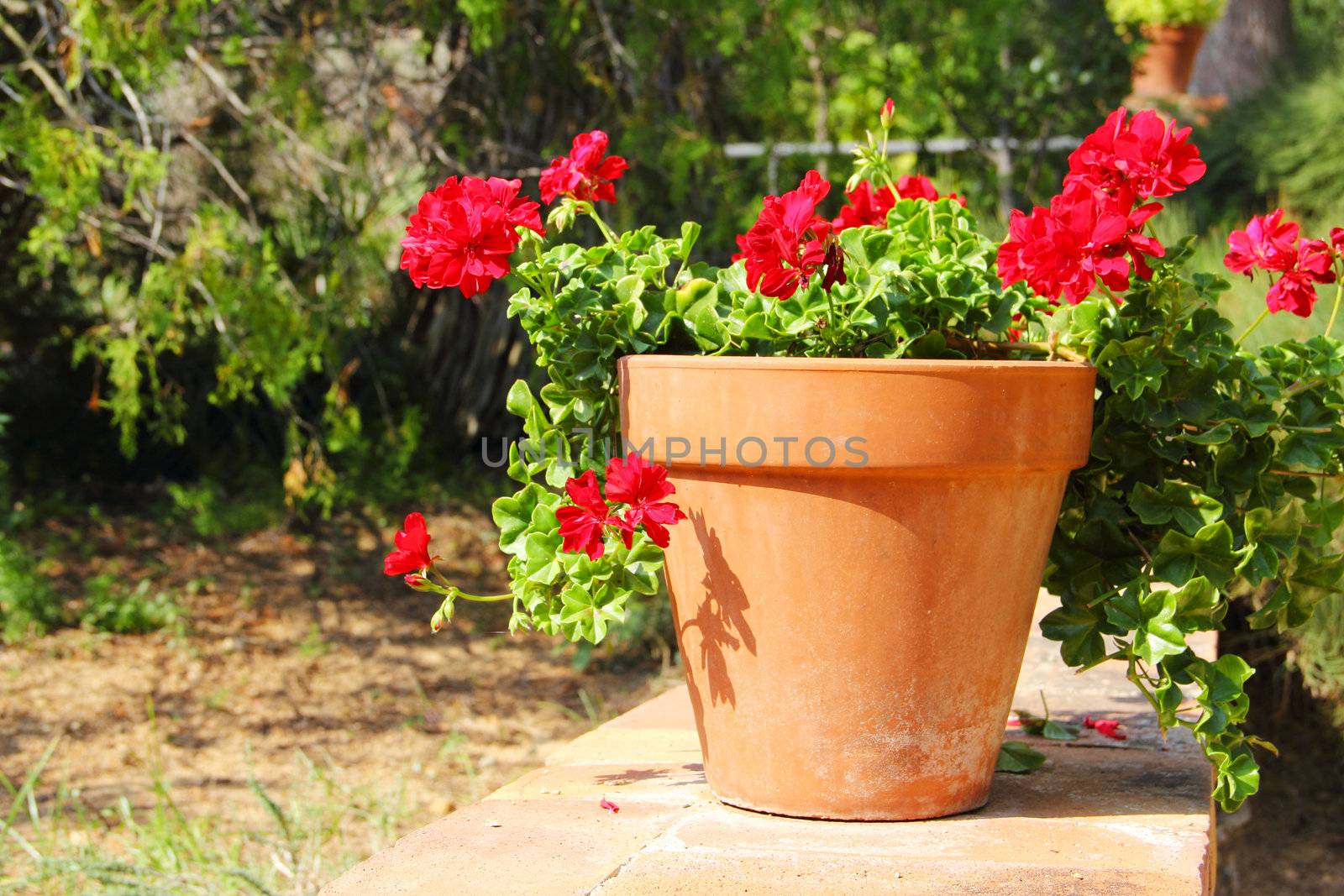 Red flower in pot standing in garden outdoors