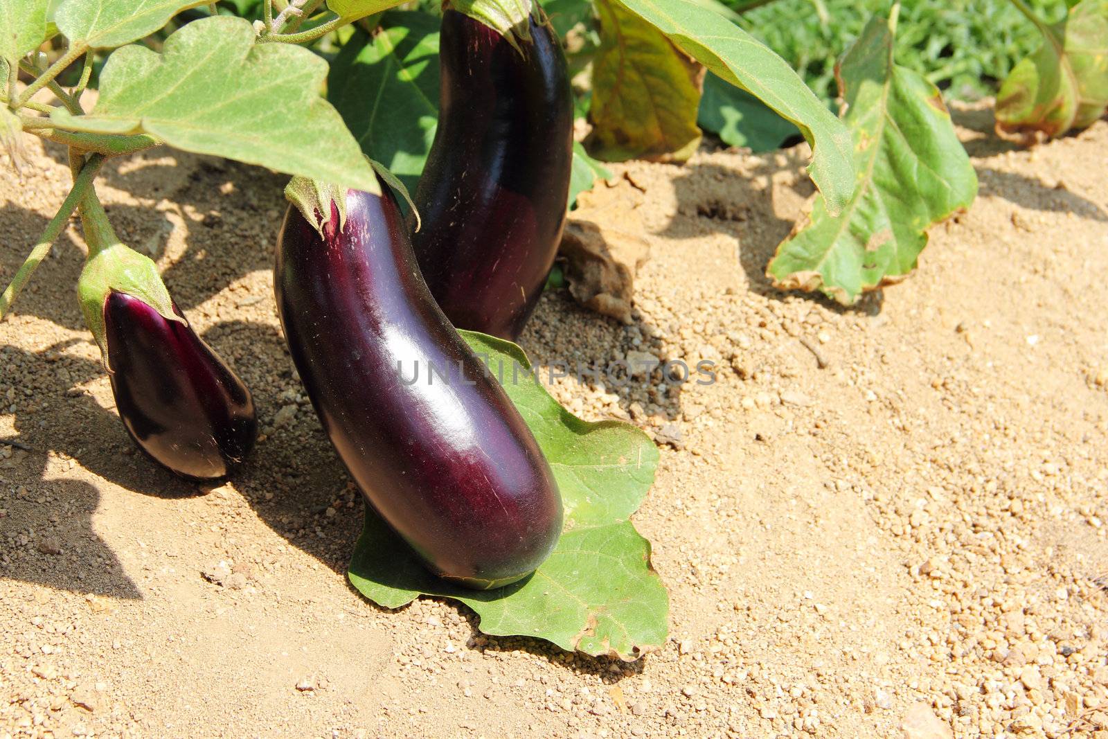 Eggplant fruits growing in the garden by destillat