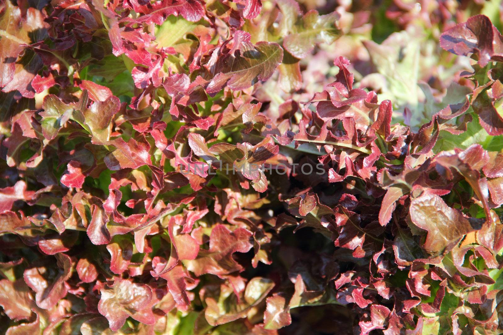 Red lettuce on a garden bed close up