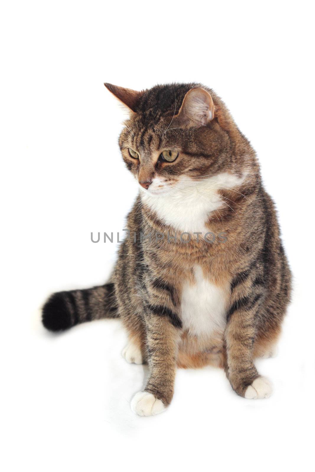 Adult cat isolated on white background close up