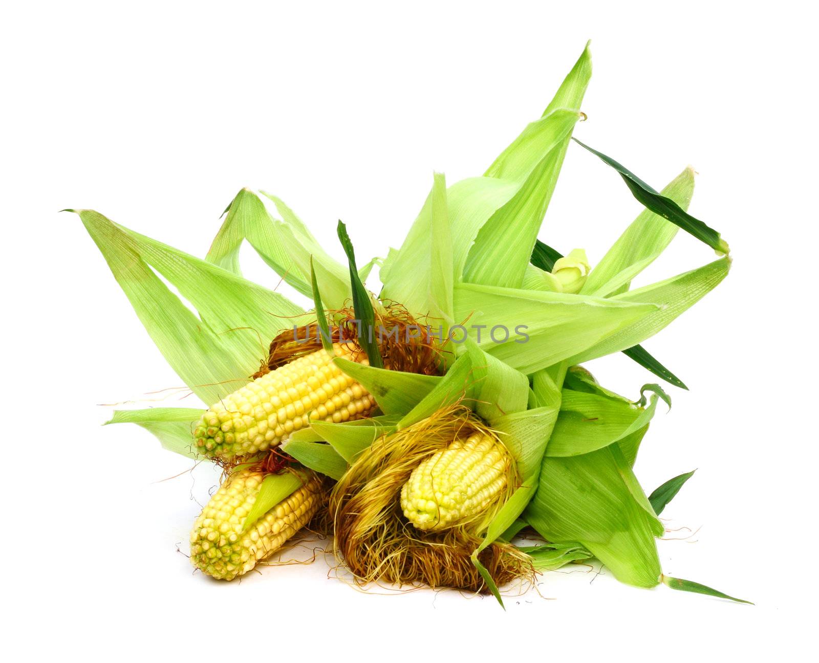 Three ears of corn isolated on a white background 