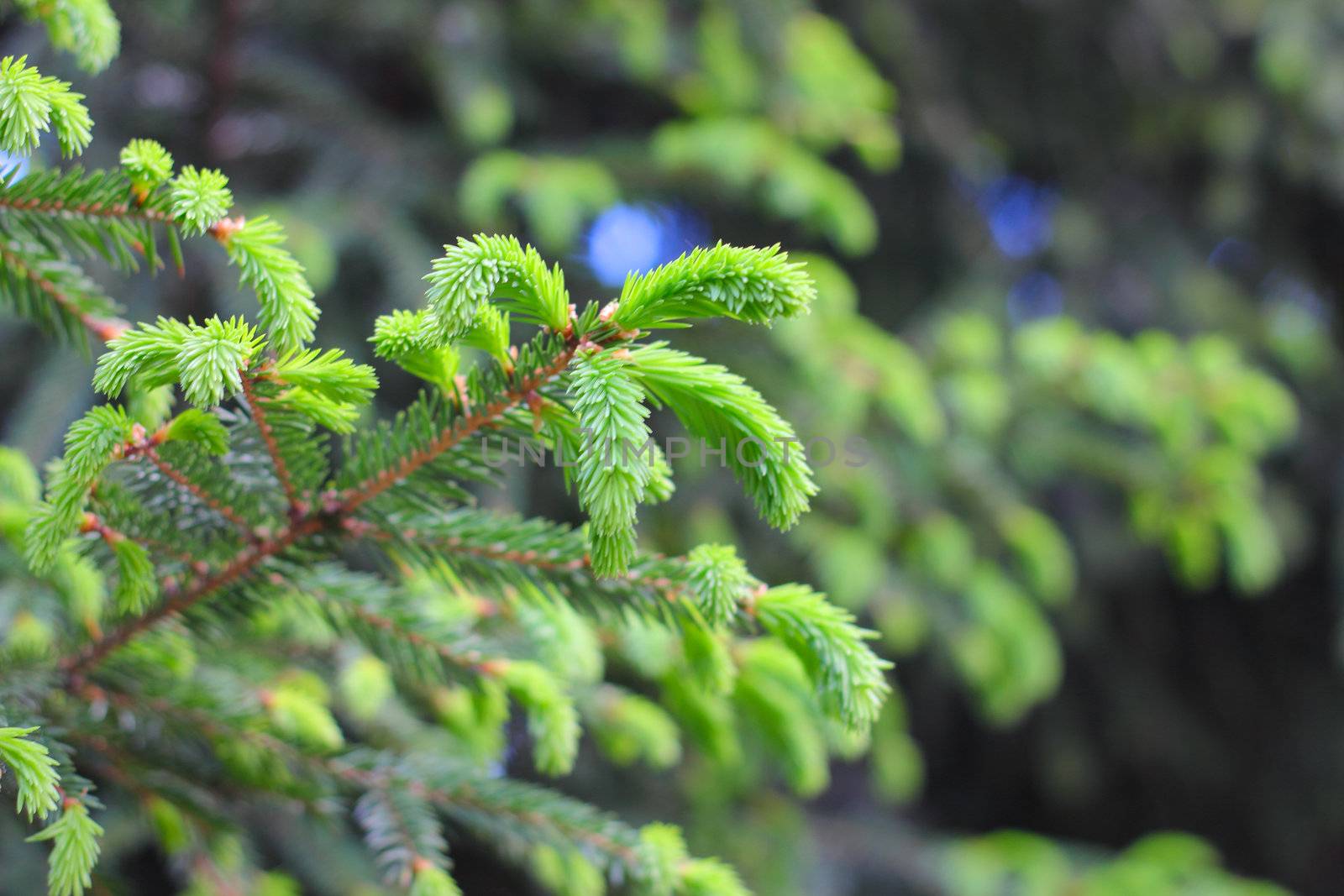 Fir tree branch with new sprouts close up