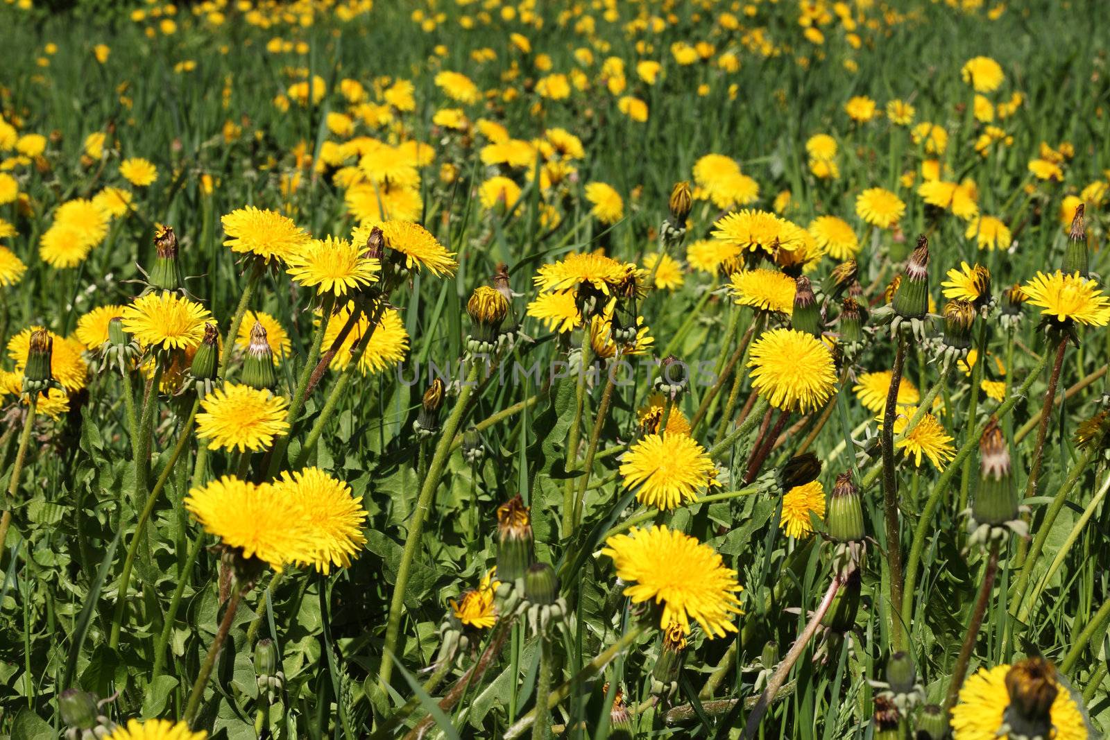 yellow spring dandelion field macro close up