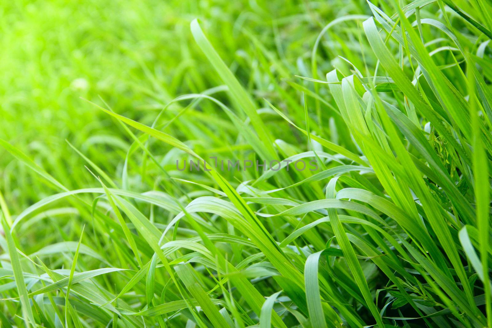 Fresh beautiful green grass background close up