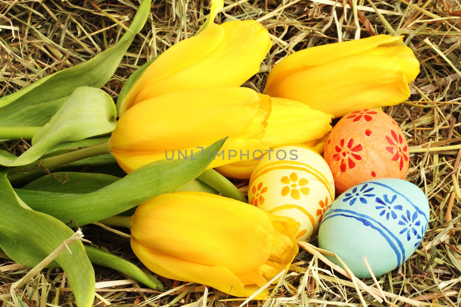 Colored easter eggs and yellow  tulips on hay