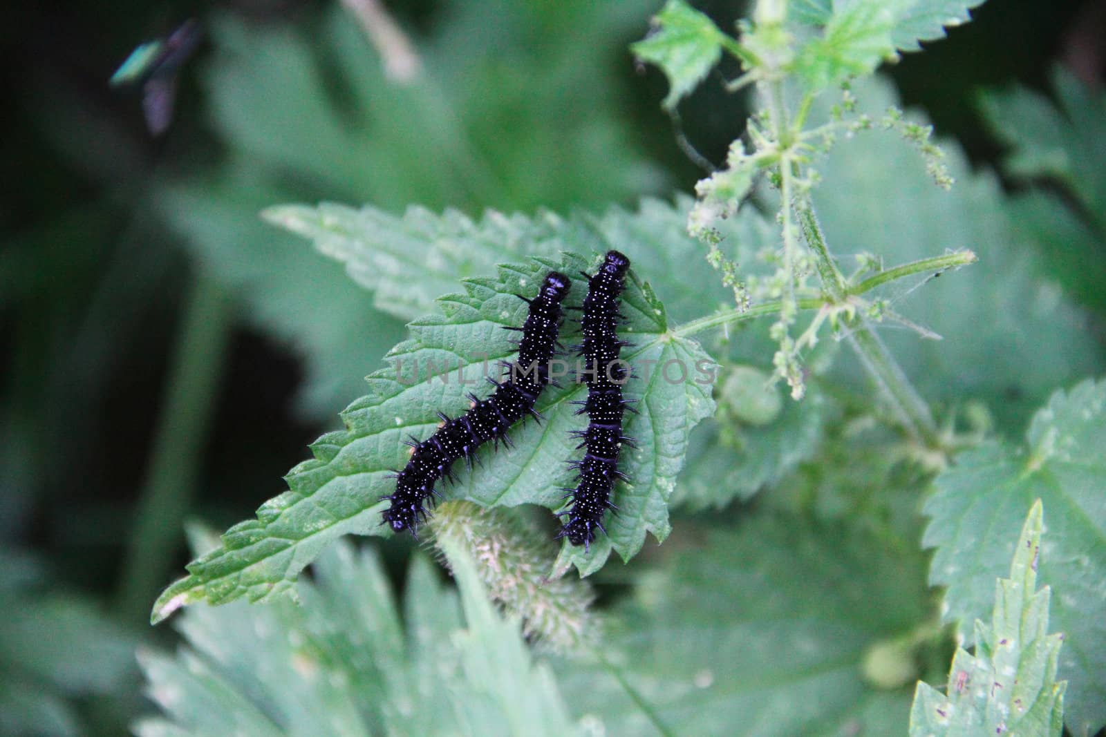 Two black caterpillars on leaf of a plant