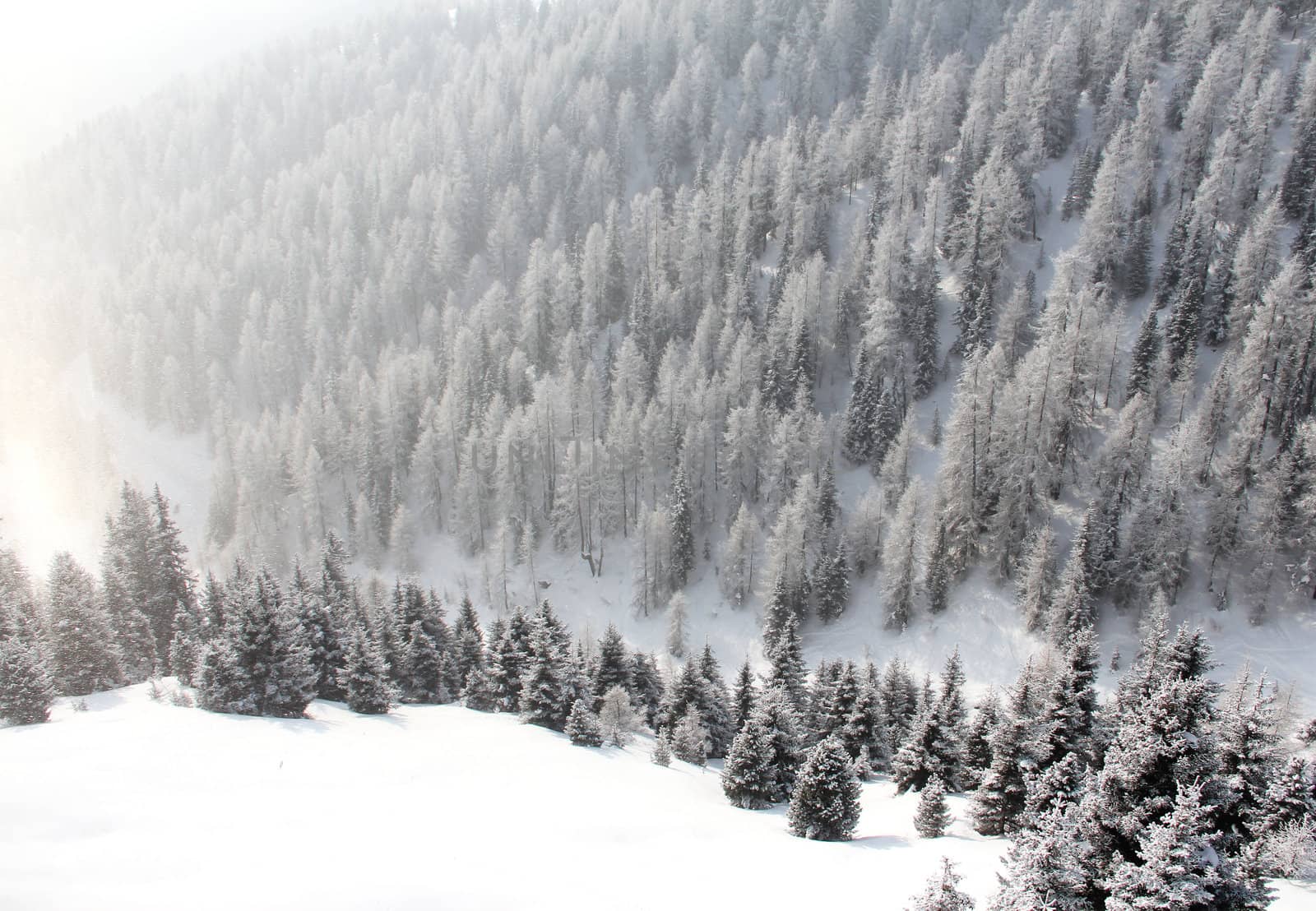 Beautiful forest in winter mountains by destillat