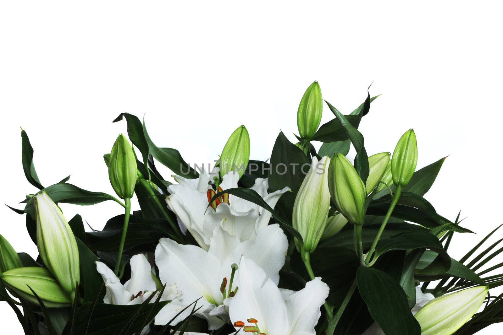 Beautiful fresh lily bouquet macro isolated on white