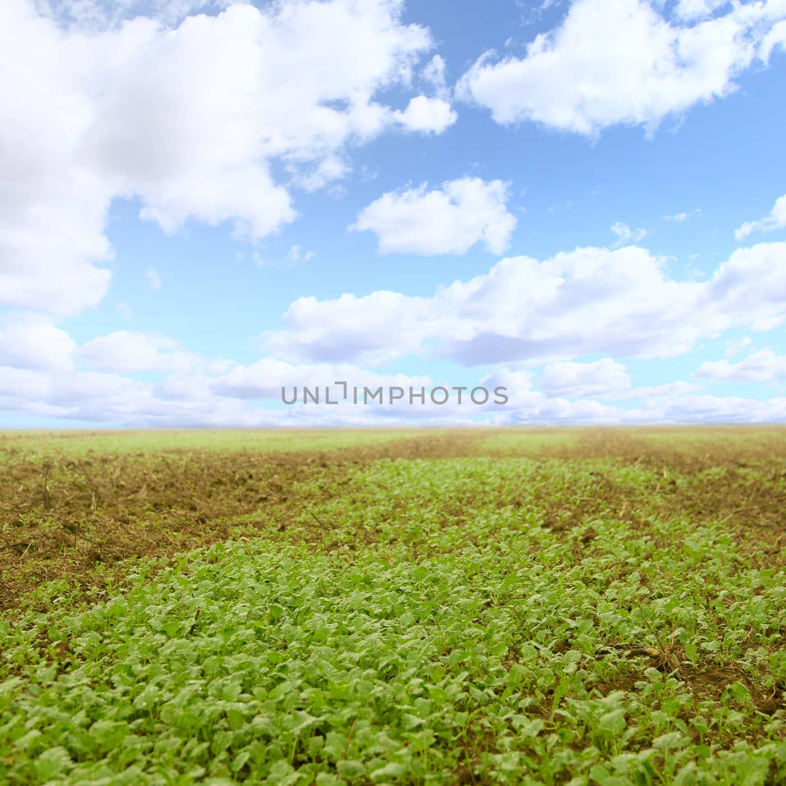 Field with small seedlings  under blue sky