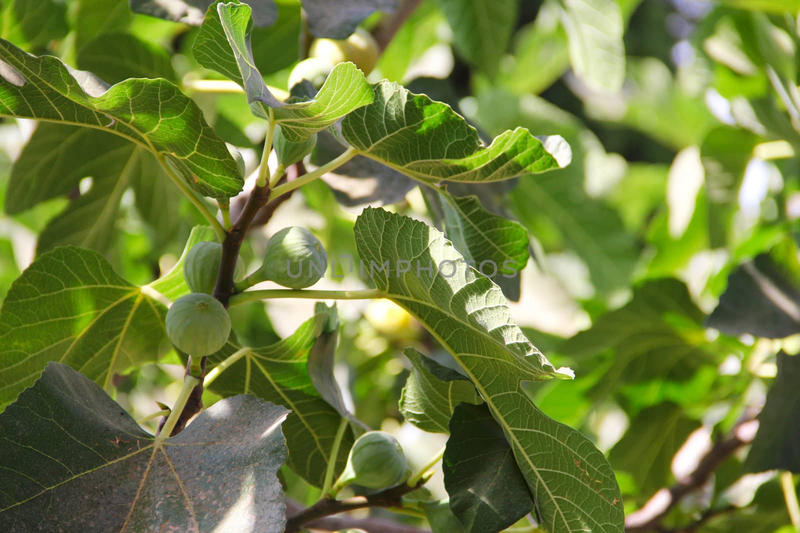 Green figs on the tree by destillat