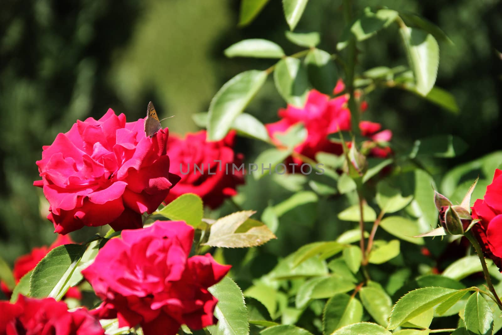 Beautiful red roses in garden at sunny day