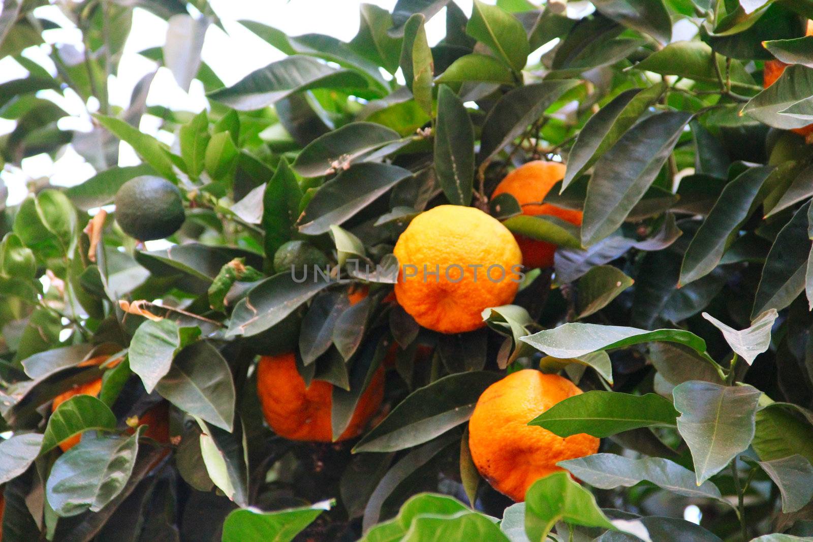 Oranges on tree branch in garden close up