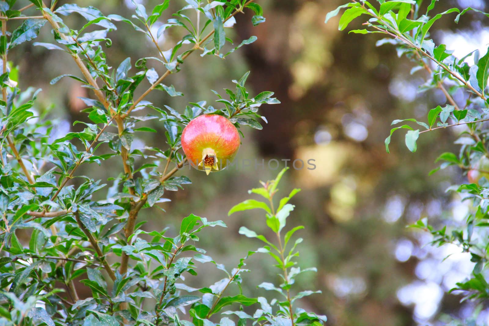 Pomegranate fruit on the tree in leaves close-up