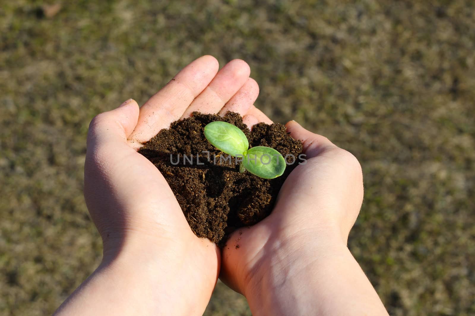 Small green sapling in female hands