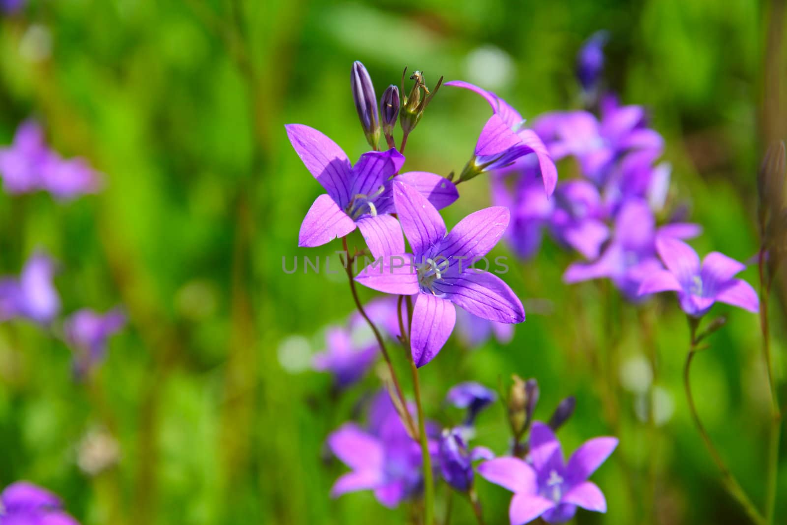 Beautiful summer floral background with green grass and bellflowers