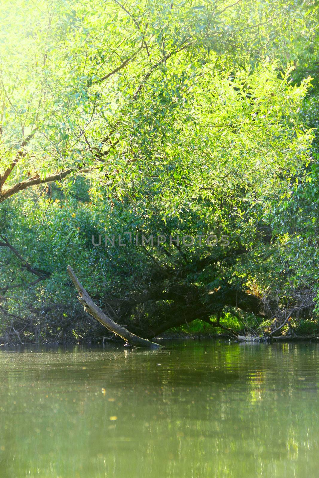 Forest river scene with trees over the water