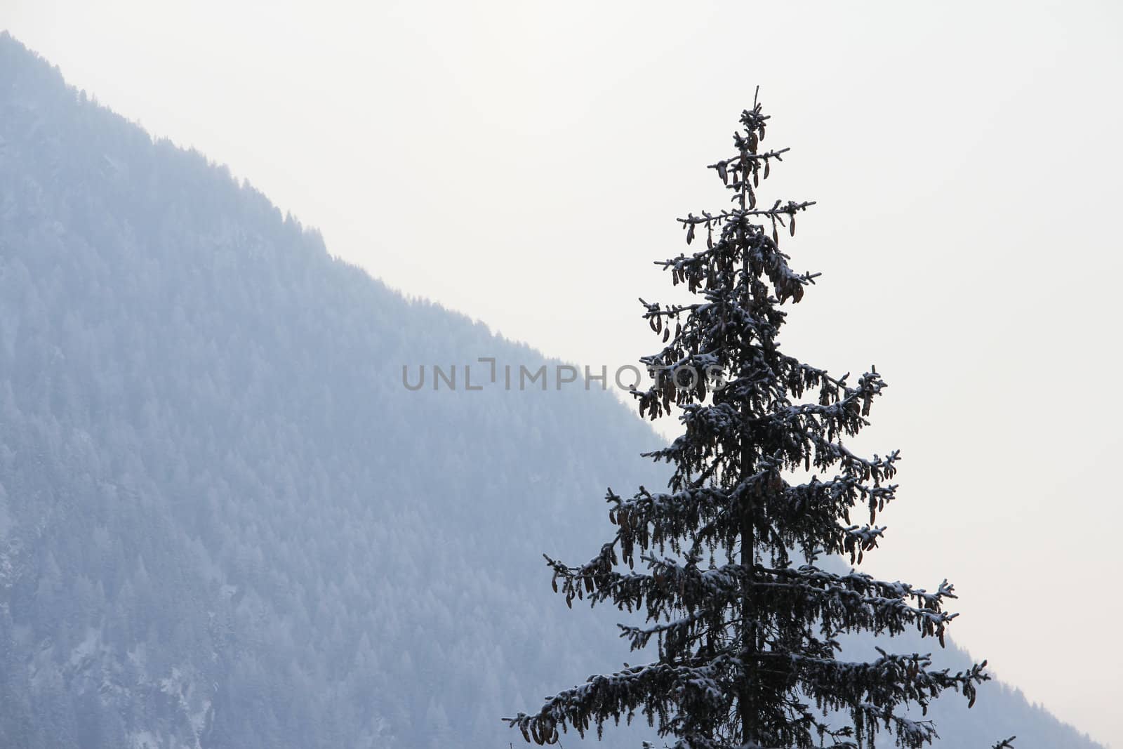 Beautiful fir-tree with fir-cones in winter mountains