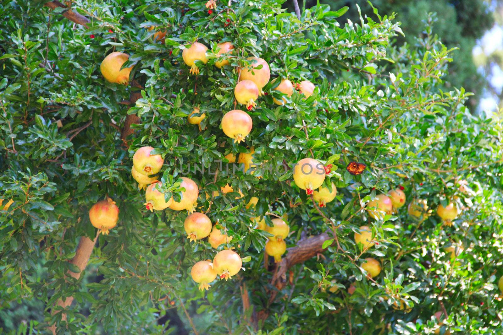 Pomegranate fruit on the tree by destillat
