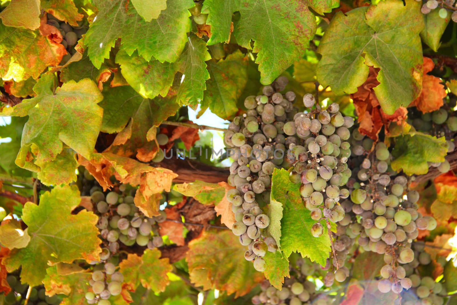 Green grapes on vine by destillat